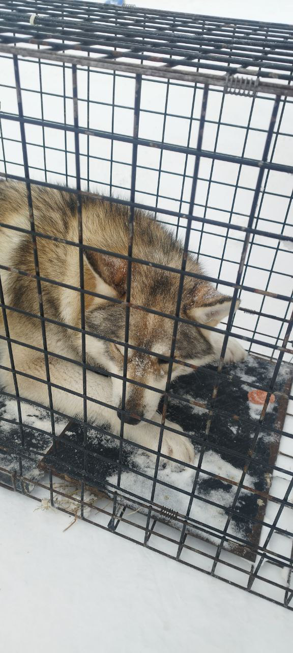 Аммосова, 20