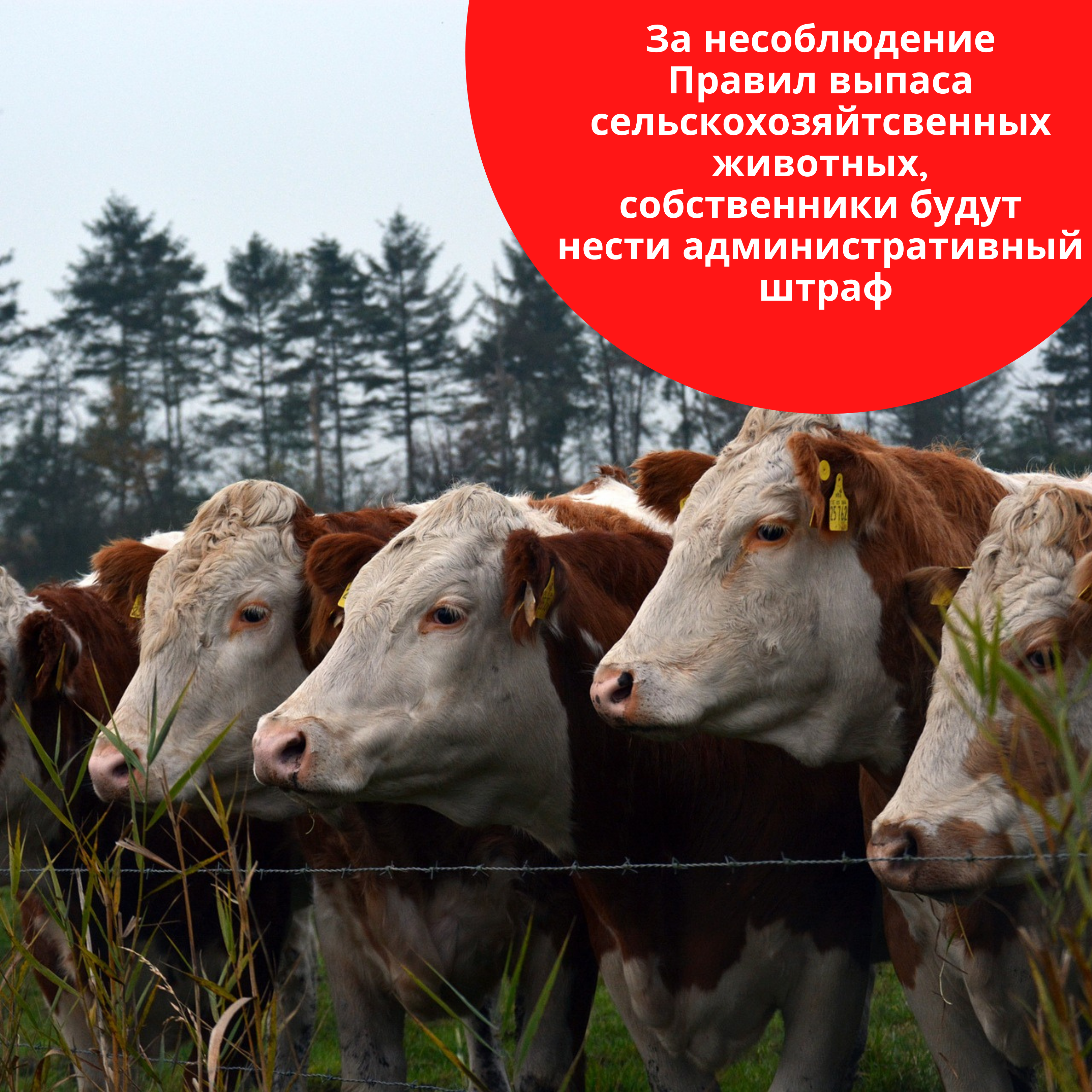 Администрация города напоминает о НОВЫХ ПРАВИЛАХ ВЫПАСА СЕЛЬСКОХОЗЯЙСТВЕННЫХ ЖИВОТНЫХ