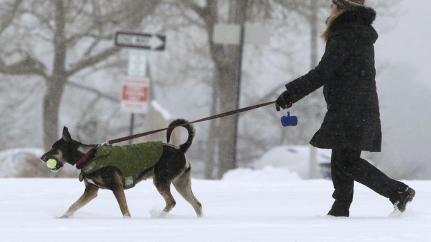 Мирнинских собаководов штрафуют за нарушение правил содержания собак