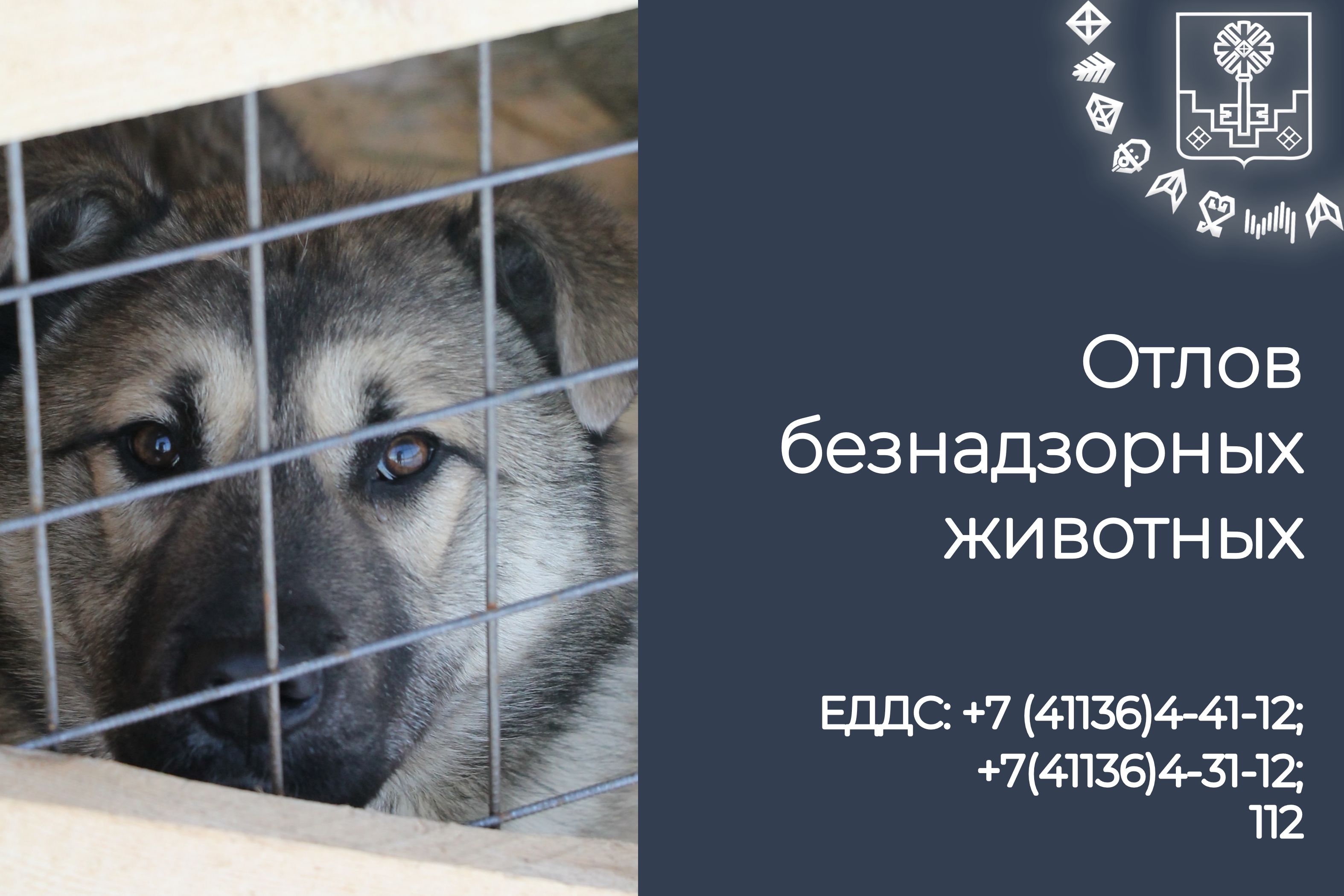 Заявка на отлов собак через ЕДДС
