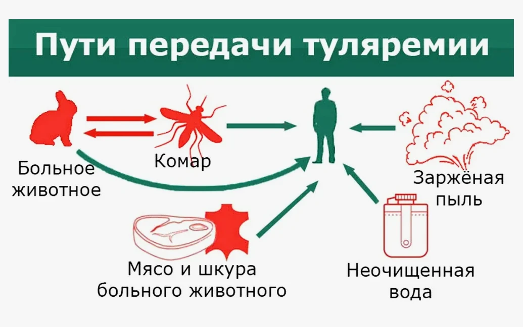 Осторожно, туляремия!