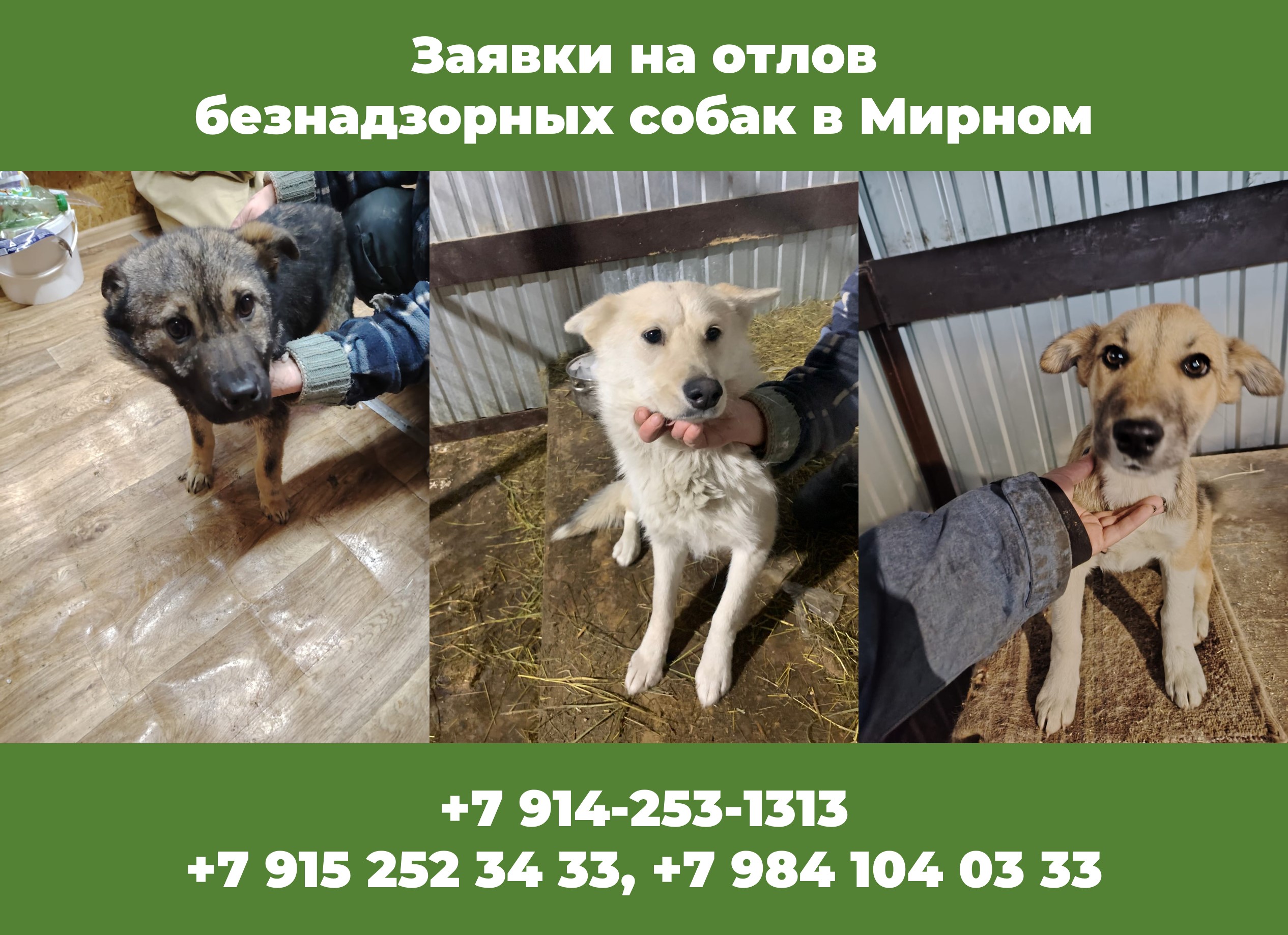 Дополнительные номера для подачи заявок на отлов безнадзорных собак в Мирном