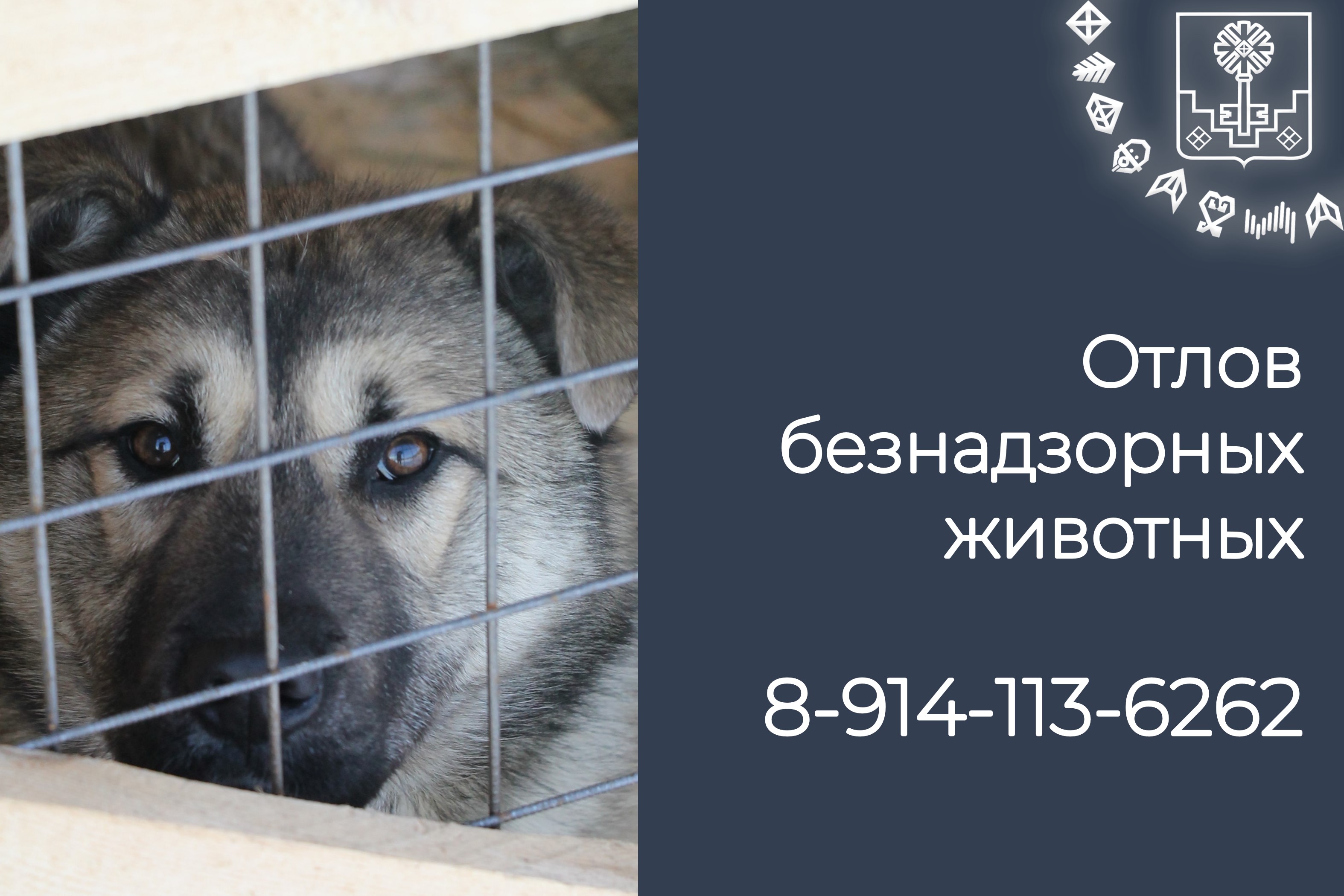 Сводка по отлову безнадзорных собак