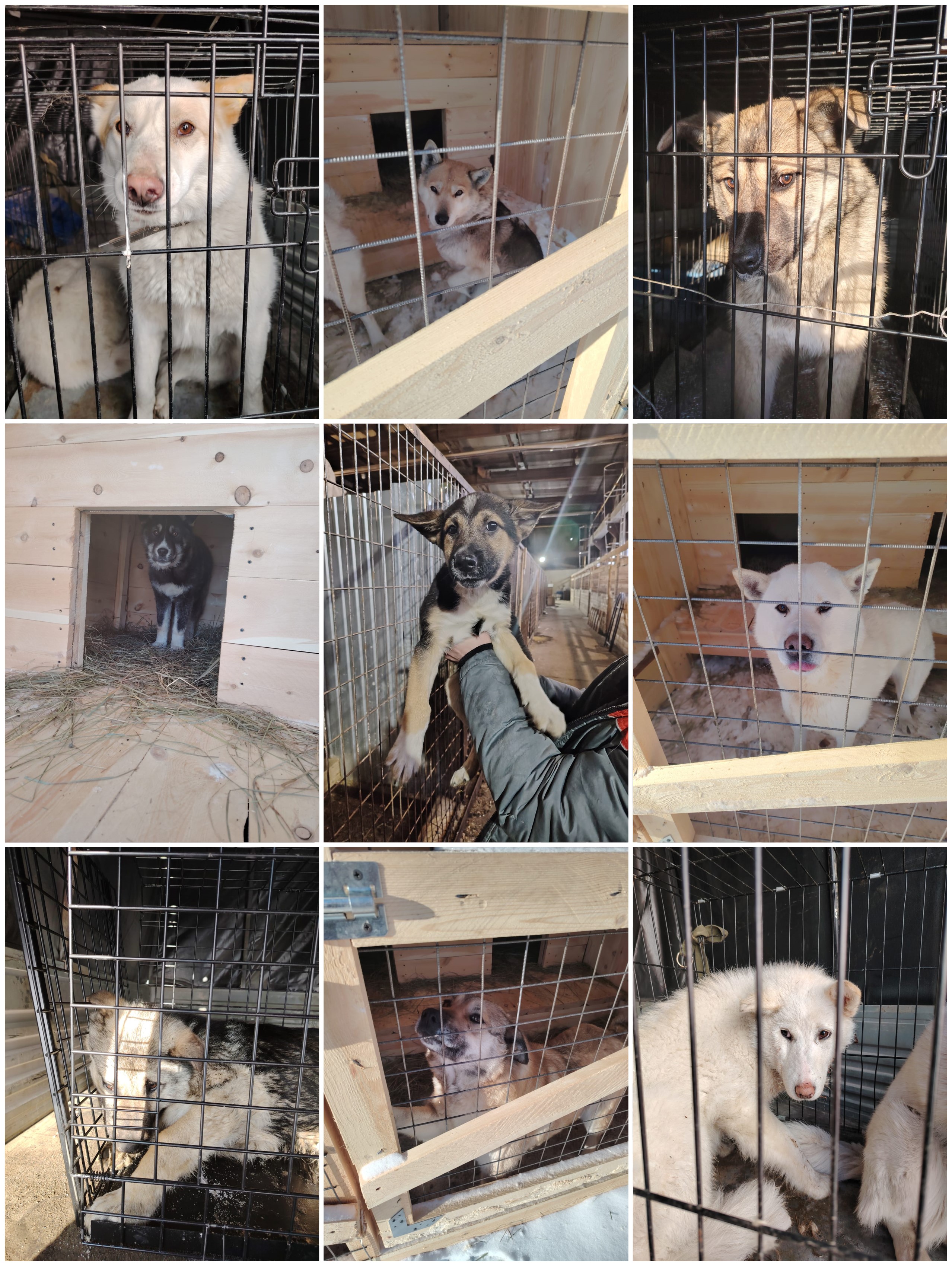 Сводка по отлову собак в Мирном на 17.03.2025