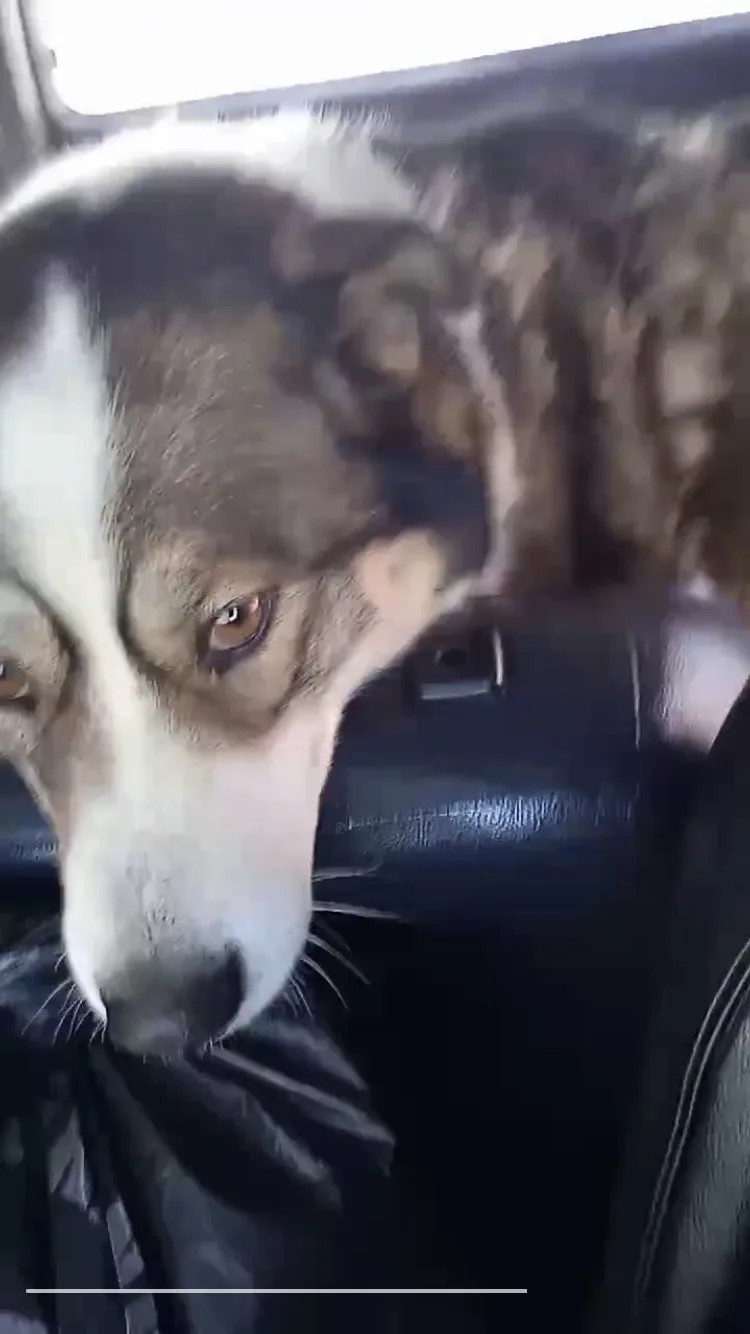 Московская 20