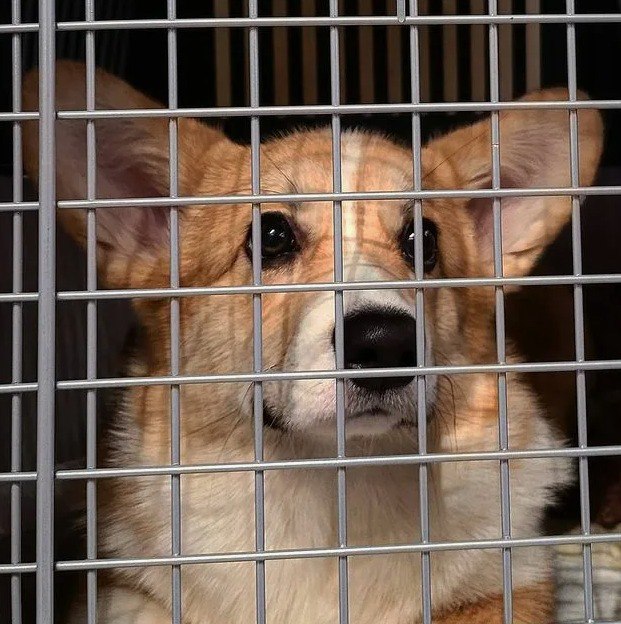 Ваша собака попала в приют. Кто виноват и что делать?