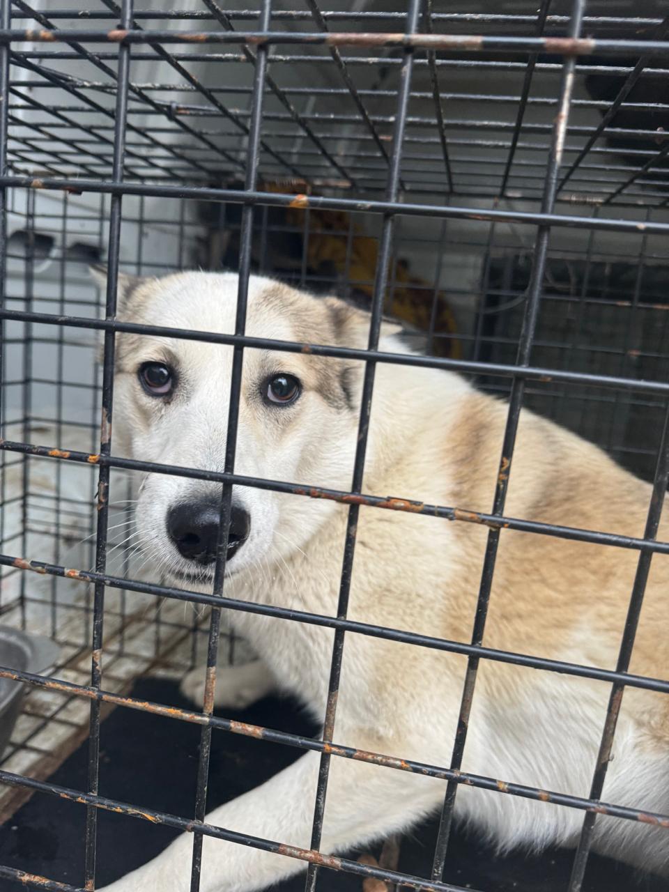 Ленинградский 20