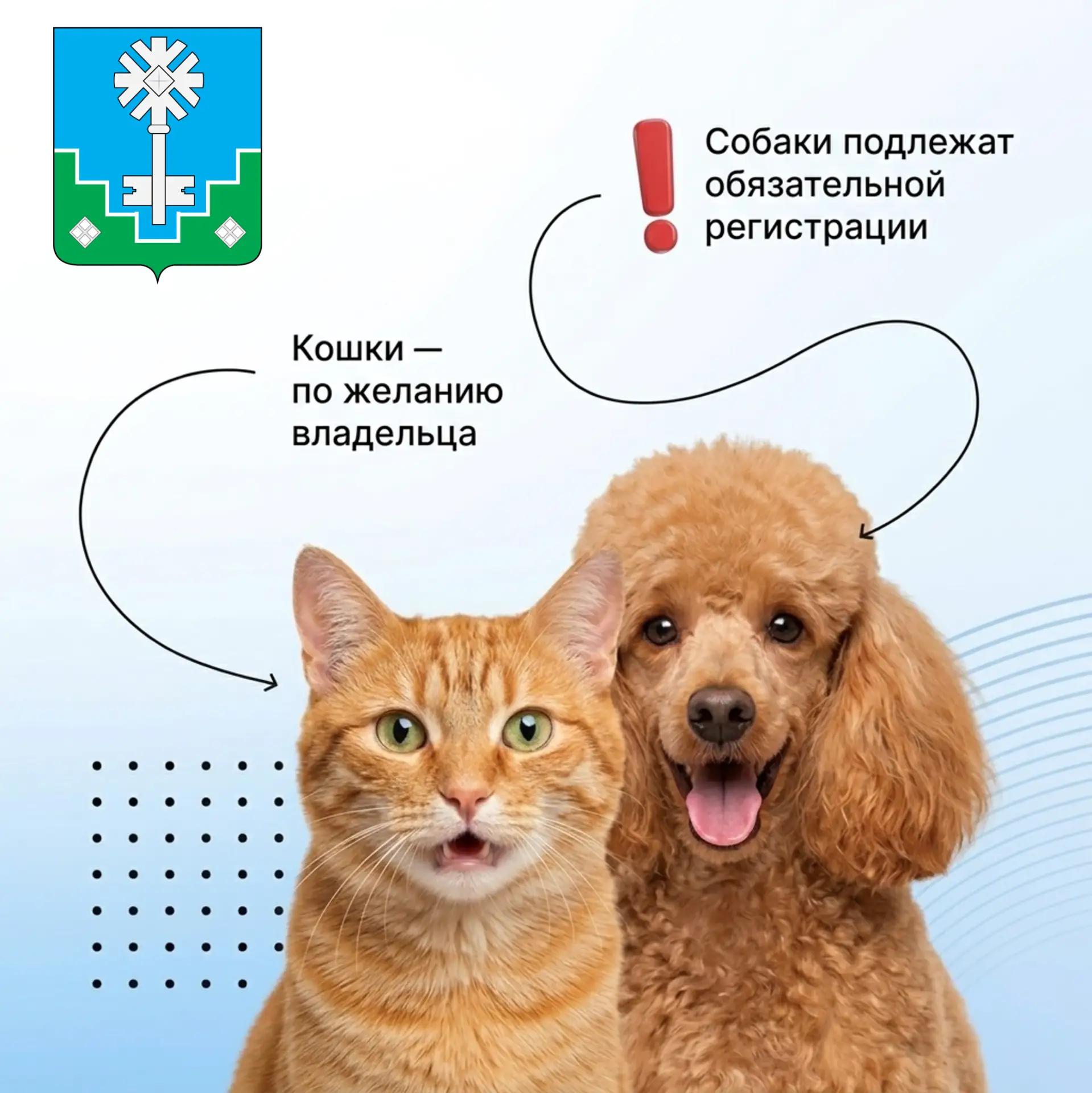 Обязательная регистрация собак