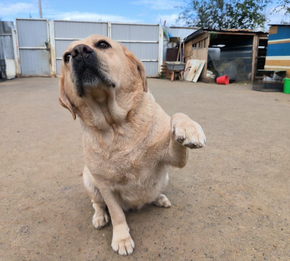 Подарите дом животному из приюта