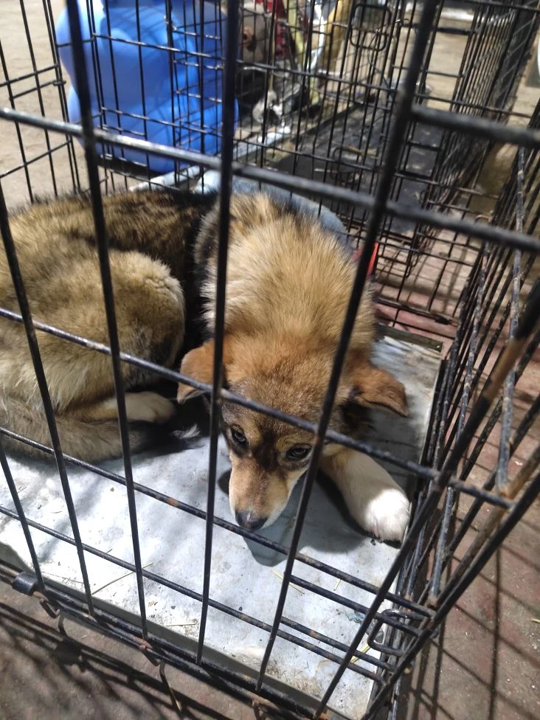 Звездная 38 дробь 1