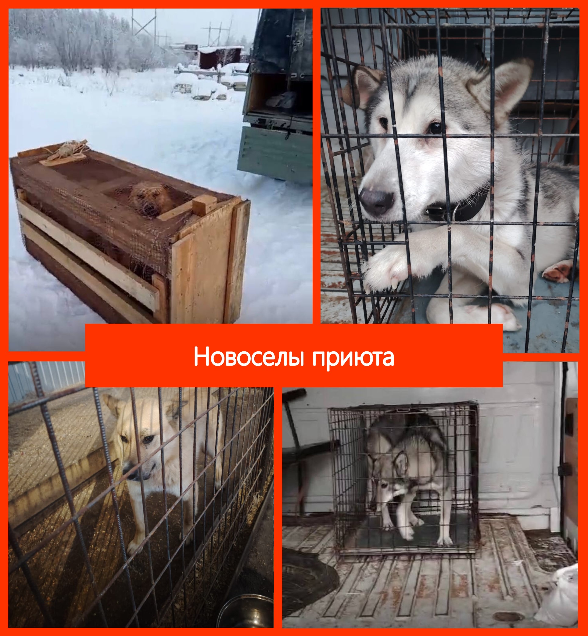 Сводка по отлову собак на 05.11.2024