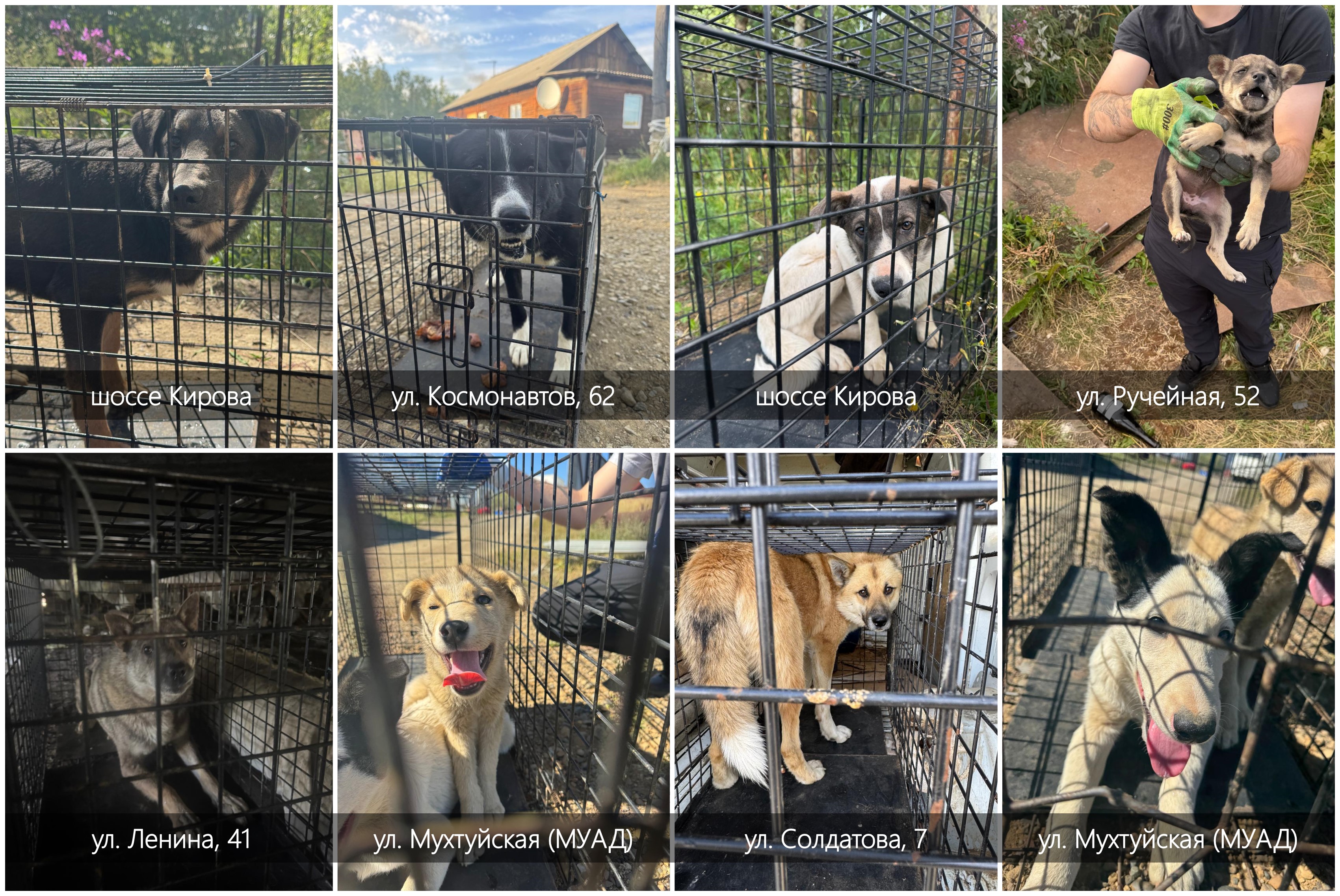 Сводка по отлову безнадзорных собак на 15.08.2025
