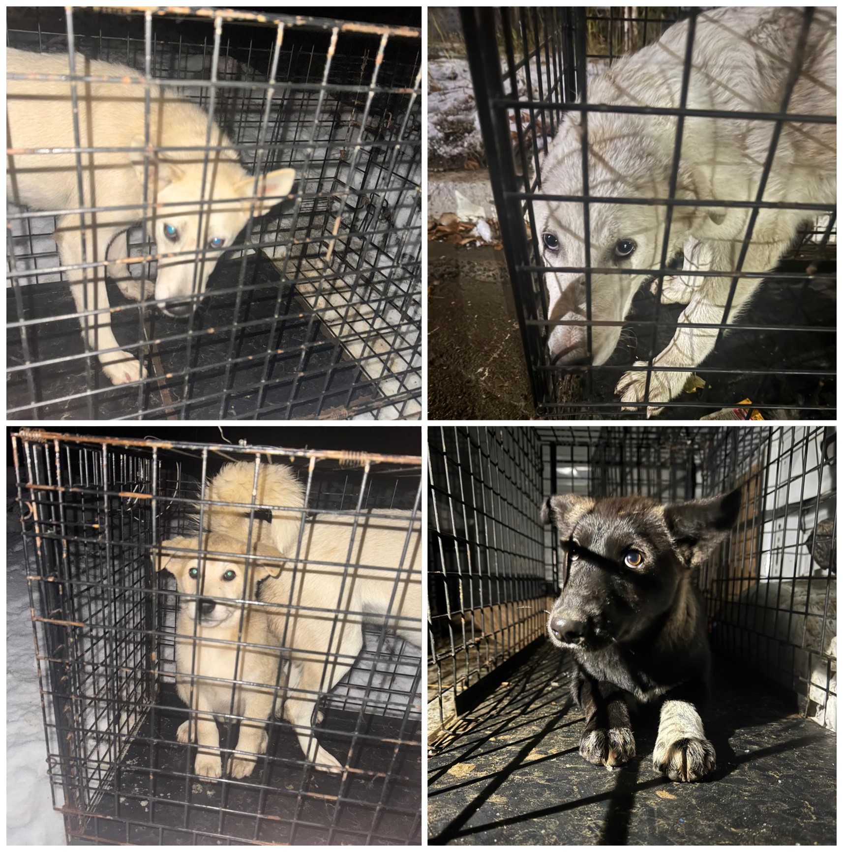 Сводка по отлову собак с 20 по 21 сентября 2025 г. 