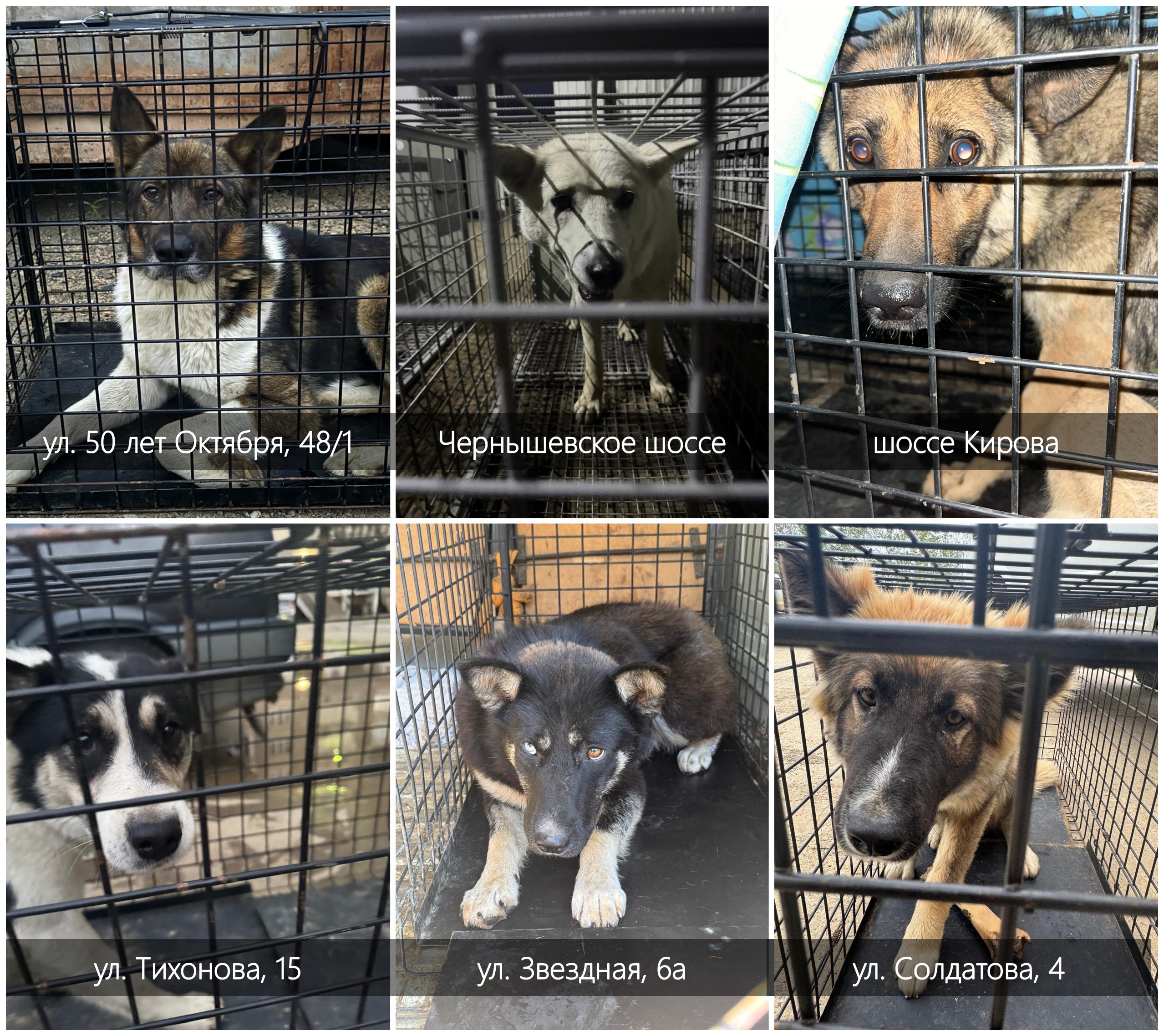 Сводка по отлову безнадзорных собак в Мирном на 08.08.2025