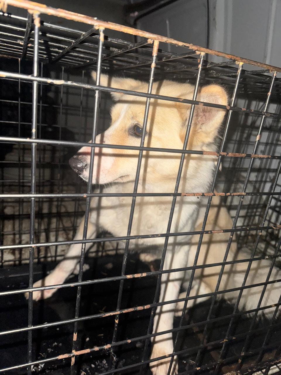 Звездная 48 дробь 2