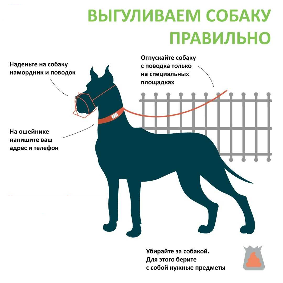 Перед сдачей пса нельзя. Правила выгула собак. Как правильно выгуливать собаку. Как правильно выливать собаку. Закон о выгуле собак.