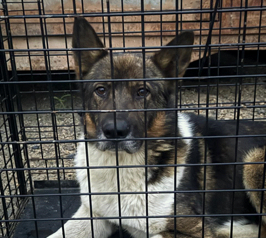 Сводка по отлову на 29.09.2025