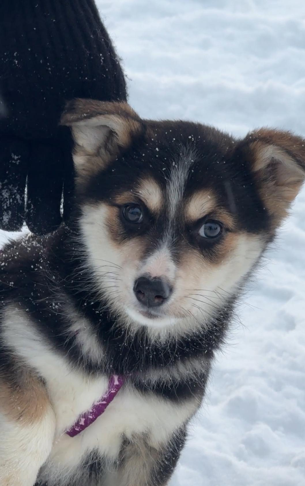 Щенята ищут дом!