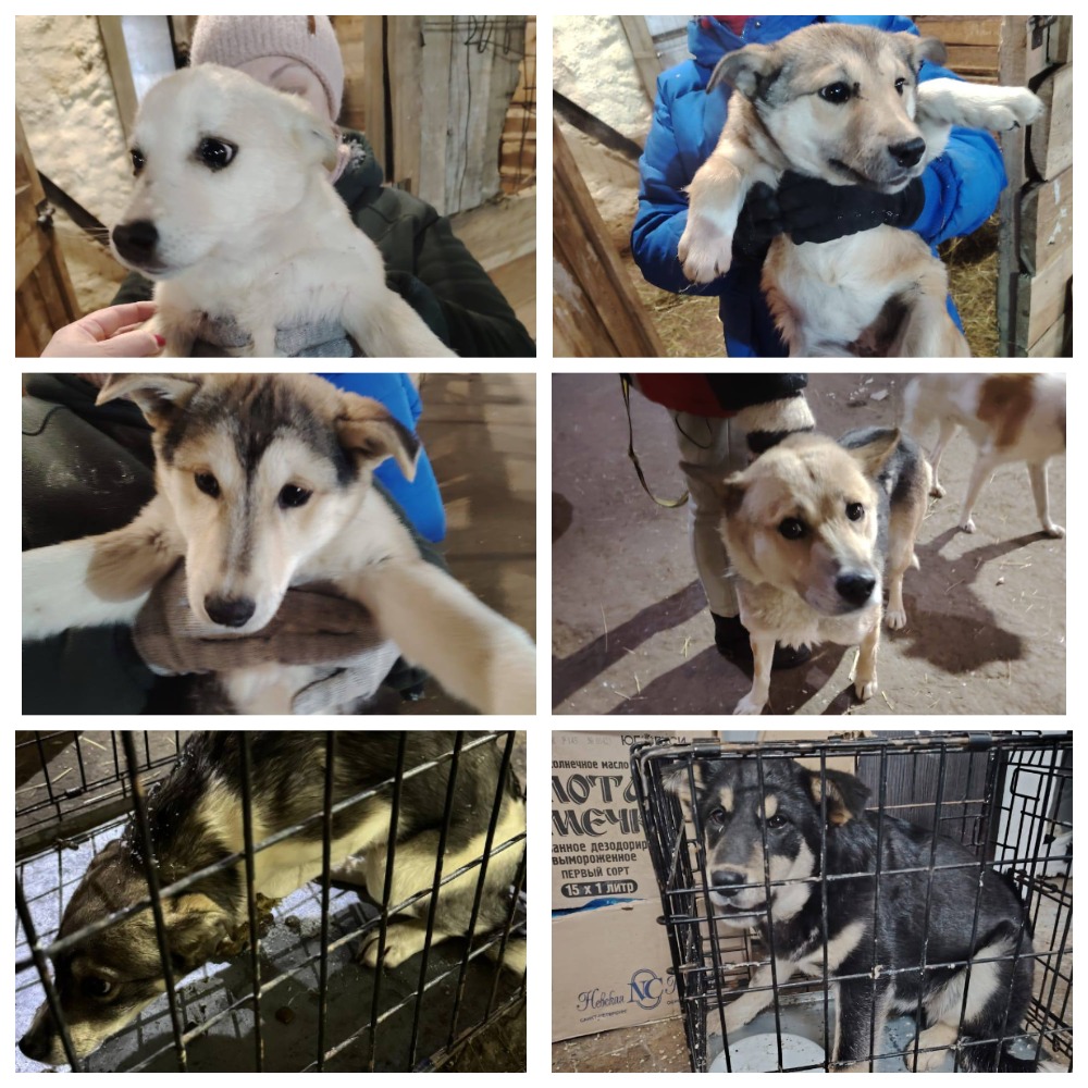 Сводка по отлову собак в Мирном на 18.11.2024