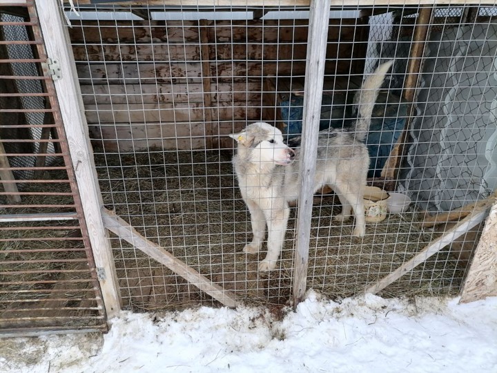 Трагедия в Чульмане - собаки напали на 12-летнюю девочку