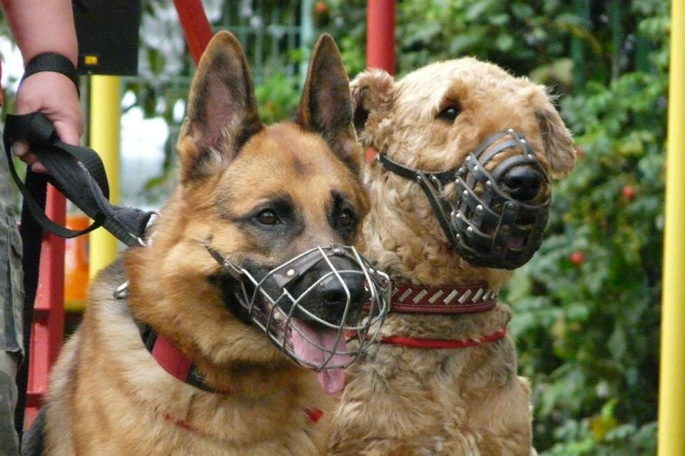 Владеть собакой – дело ответственное