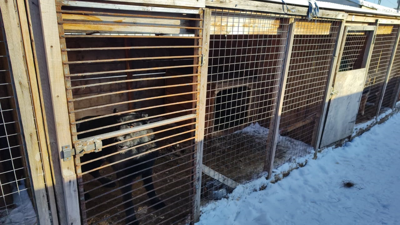 Приют для животных в Мирном расширится