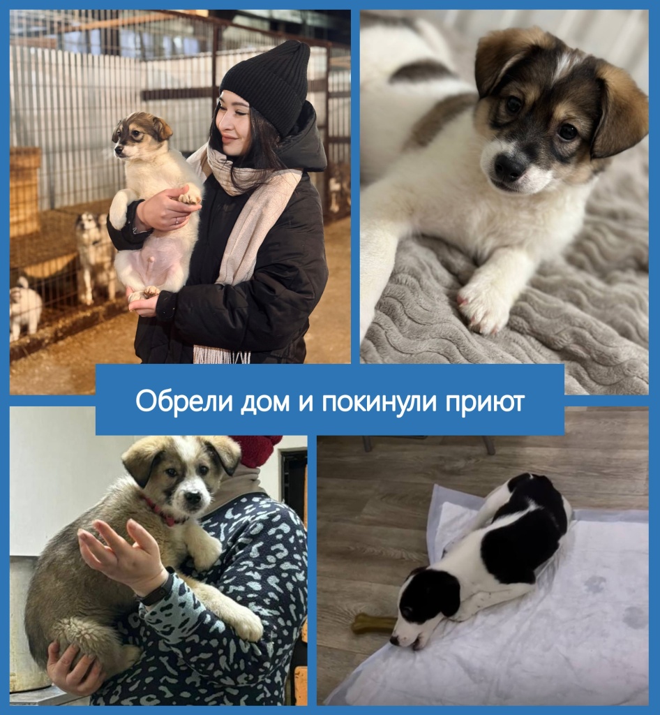 Покивнули приют.jpg