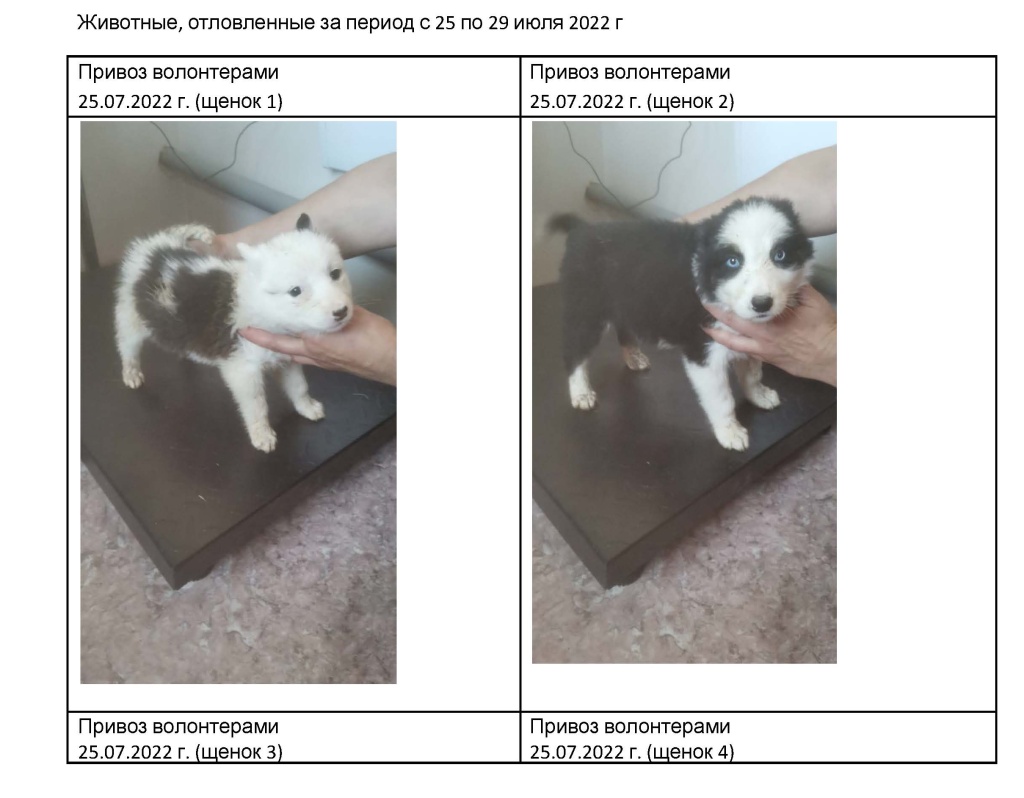 СМИ фото животных июнь с 25.07.2022 по 29.07.2022 (1).doc_Страница_1.jpg